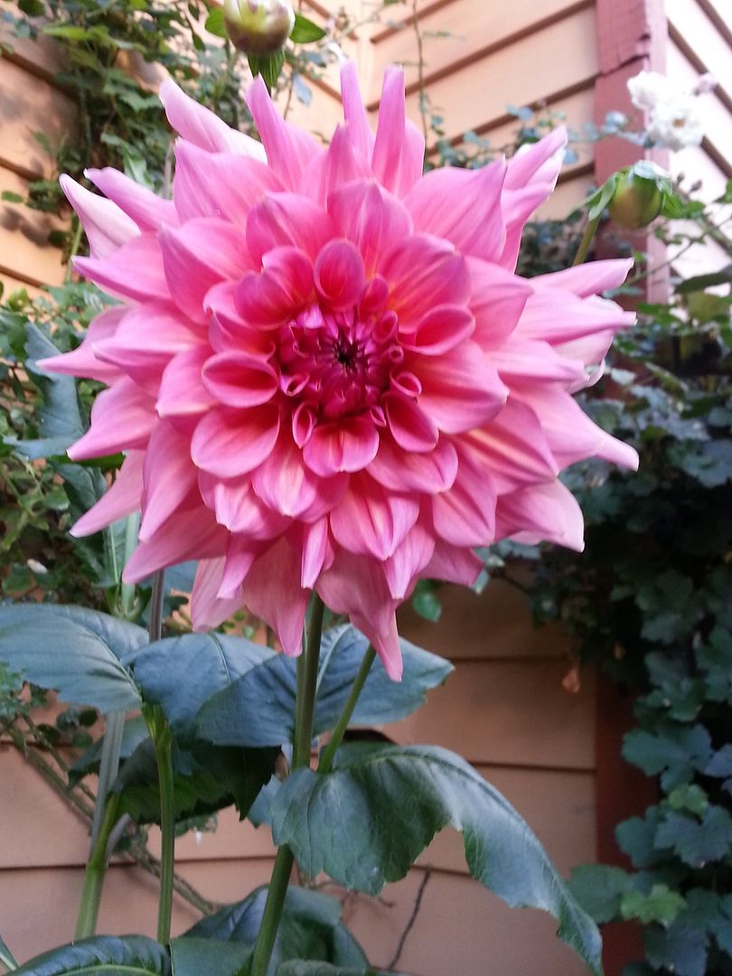  photo 20140922_175936_zpsxpsid0bv.jpg